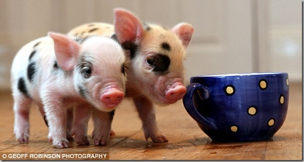 [tea+cup+pig_thumb[3].jpg]